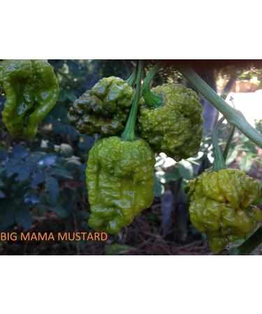 SEMI PEPERONCINI-Carolina Reaper HP22B-BIG Mama Mustard-BHUT JOLOKIA RED - Buy Online on GoSupps.com