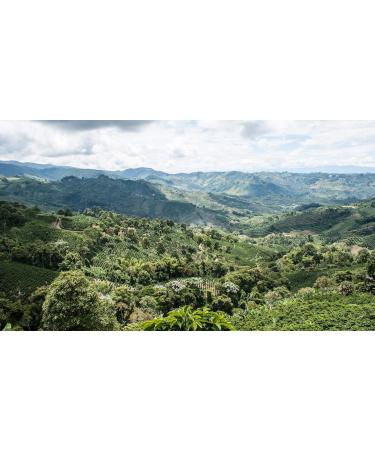 Coffret Caf Grains Bio 100% Arabica 4 paquets de 250 g avec zip (1 kg) Origines Colombie Altura Honduras P rou Torr faction Artisanale en France - Buy Online on GoSupps.com