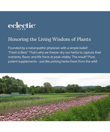 Eclectic Herb - Concentrated Liver Support Capsules | Milk Thistle & Dandelion | Liver Support Detox Cleanse + Maintain | Natural Non-GMO Vegan Freeze-Dried (45 CT | 400 mg) - Buy Online on GoSupps.com