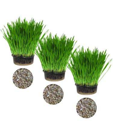 Cat Grass Barley 3 Pack by Cat FurNature