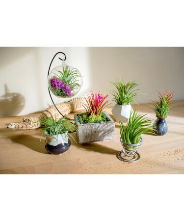 10 Ionantha Tillandsia Air Plants 2-3.5 Inches | Live Tropical House Plants for Home Decor & Terrariums - Buy Online on GoSupps.com