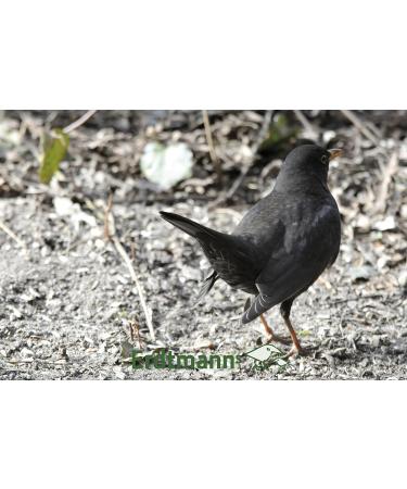 Erdtmanns Fatty Bird Feed 1 Kg - Pack of 4 - Buy Online on GoSupps.com