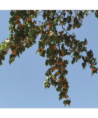 Brown dried apricots 500 g - LA PLANTIGO - Buy Online on GoSupps.com