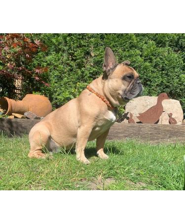 TOPAZ Amber Necklace for Dogs & Cats | Natural Tick & Flea Protection | Handmade 30 cm - Buy Online on GoSupps.com