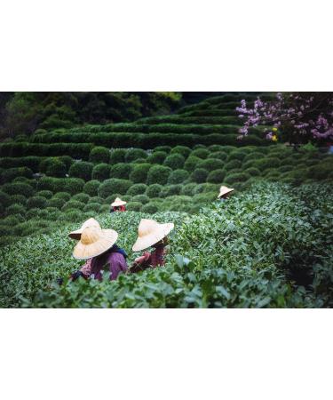 Premium Alishan Four Seasons Oolong Tea | High-Quality Formosa Tea | 50g Highland Oolong from Taiwan - Buy Online on GoSupps.com