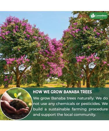 Lavendium Premium 40 Banaba Leaf Tea Bags 100% Natural & Pure from Banaba Leaves. Loose Leaf Banaba Herbal Tea. Made with Natural Tea Bags No Sugar No Caffeine No Gluten Vegan. - Buy Online on GoSupps.com