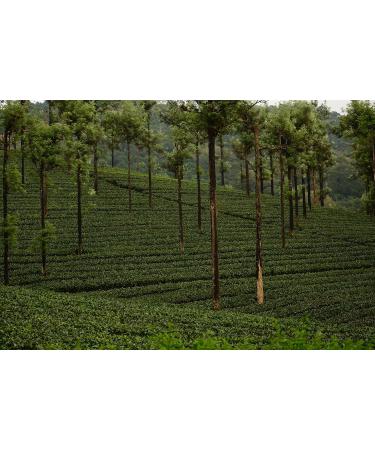 Dethlefsen Balk teemando 1 kg matteemix Mate colorful berry mix blueberry sandthornnut flavored - Buy Online on GoSupps.com