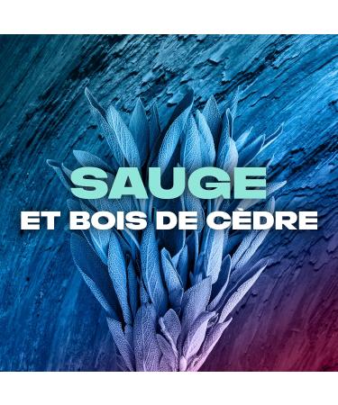  AXE - Apollo 5-in-1 Men's Shower Gel - 24h Moisturizing - 87% Natural Ingredients - Sage & Cedarwood Fragrance - Pack 12x250m - Buy Online on GoSupps.com