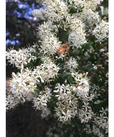 Breitsamer Tasmanian Leatherwood Honey - 350g - Fine and powerful honey with exotic floral aroma (1 x 350g) - Buy Online on GoSupps.com