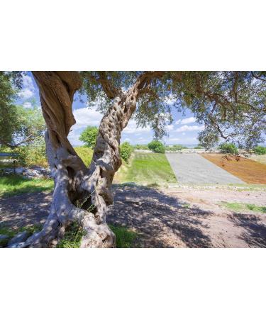 Oleificio Mallia - Extra Virgin Olive Oil 100% Italian - Can of 5 L - Fresh Harvest 2023/2024 Cold extracted - Buy Online on GoSupps.com