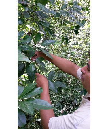 LaProve New Spices from Mexico alias Jamaicaanse Pepper from Cloud Forests 200 g - Buy Online on GoSupps.com