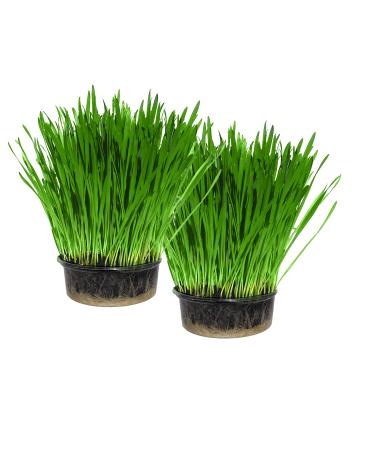 Cat Grass Kit x 2 (Grow your own) By Cat FurNature - Buy Online on GoSupps.com
