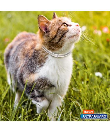 Hartz UltraGuard Flea & Tick Collar for Cats - 7 Month Protection - Reflective Collar - Buy Online on GoSupps.com