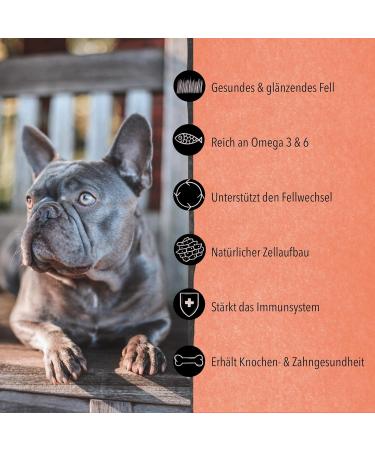 Premium Salmon Oil for Dogs & Cats - 100ml Glass Bottle | Rich in Omega 3 & 6 | Pure Additive-Free | Freshly Made in Germany - Buy Online on GoSupps.com