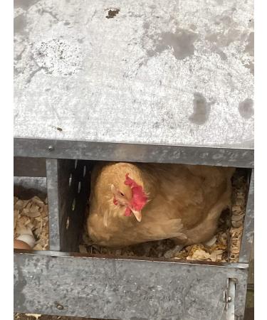 Non-GMO Nesting Herbs for Backyard Chickens (0.5 Kilo) - Scent of Spring - Keep Laying Hens Happy Healthy and Relaxed (0.25 Kilo (8 Ounces)) - Buy Online on GoSupps.com