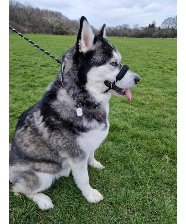JACXO Figure of 8 Dog Lead With Padded Nose Loop - Anti Pull Dog Lead Stop Dog's Pulling - Strong Rope Slip Lead for Dogs with Soft Handle For Extra Comfort (185cm Black) Figure Of 8 lead / 185cm Black - Buy Online on GoSupps.com