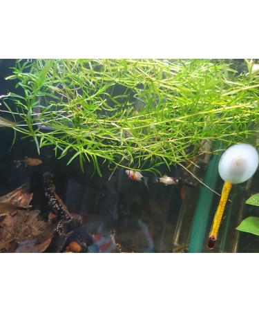 Guppy Grass Aquarium Live Plant Najas Guadalupensis - Buy Online on GoSupps.com