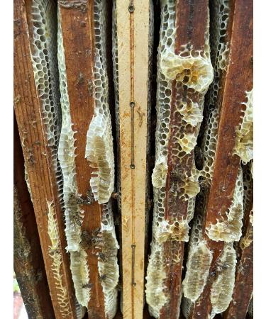 House Cr tet | Old honey | creamy French honey | Glass jar | 425g - Buy Online on GoSupps.com