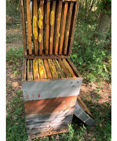 House Cr tet | Old honey | creamy French honey | Glass jar | 425g - Buy Online on GoSupps.com