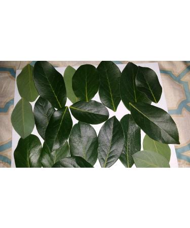 Fresh Cut Bay Leaves / Laurel leaf