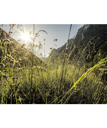 Buy Sugar Free Cough Drops with Green Tea & Echinacea - 19 Drops per Pack (5 Packs) | International Shipping Available - Buy Online on GoSupps.com