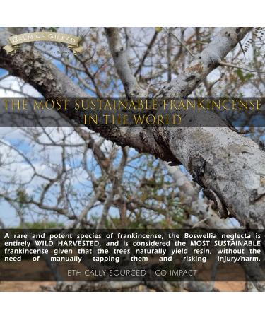 BALM OF GILEAD Neuropathy Frankincense & Sweet Myrrh Therapeutic Rubbing Oil - Instant Diabetic's & Autoimmune Dry Skin Relief & Repair 2 fl oz - Buy Online on GoSupps.com