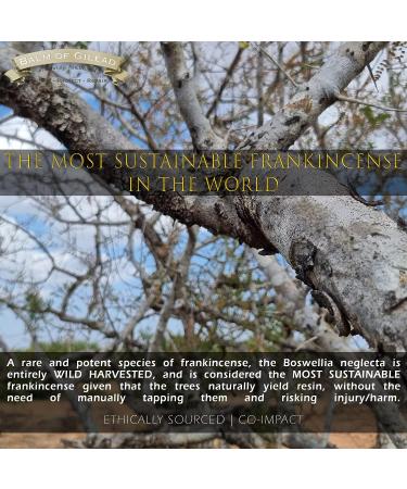 Frankincense & Sweet Myrrh Cream for Diabetic Foot Therapy | Nourishing Balm of Gilead for Skin Healing and Relief - Buy Online on GoSupps.com