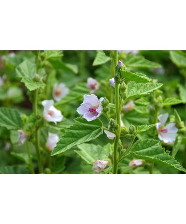Marshmallow Leaf Tea | Althaea Officinalis L | Feuille De Guimauve Tisane | Health Embassy (100g) - Buy Online on GoSupps.com