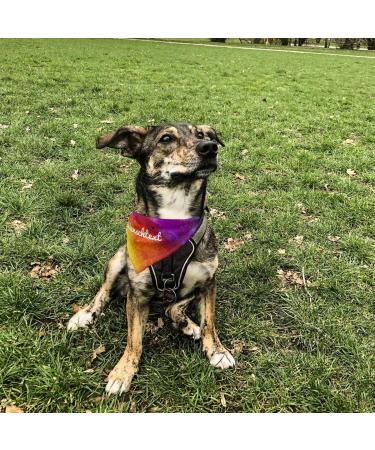 Buy Printplanet Dog Scarf with Custom Name | Colorpaint Design | Size S - Perfect Scarf for Dogs - Buy Online on GoSupps.com