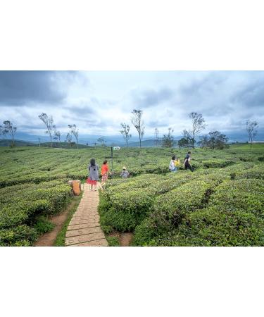 Dethlefsen Balk teemando BIO Redbush tea mixture MangoStrawberry MangoStrawberry Nut flavored DE KO006 1 kg - Buy Online on GoSupps.com