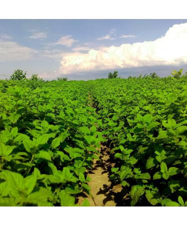 Buy Bio Lemon Melissa Essential Oil 10ml - 100% Natural Vegan Undiluted | Essences Bulgaria | Top Quality Bio-Certified Family Business - Buy Online on GoSupps.com