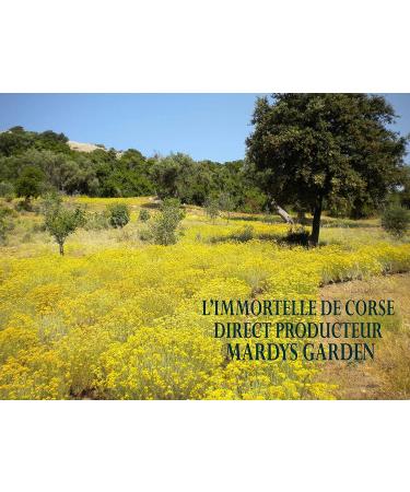 Super SERUM Immortelle Anti-Wrinkle 15ml | Organic Helichrysum Essential Oil | International Shipping - Buy Online on GoSupps.com