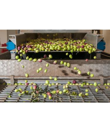 Minotaur of Crete | Premium ORGANIC Extra Virgin Olive Oil 5L | Cold Extracted | Authentic Cretan Flavor - Buy Online on GoSupps.com