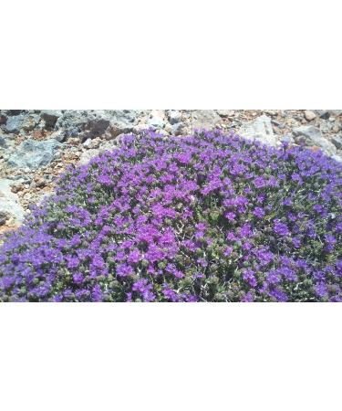 The Greek Kitchen Wild Thyme & Multifloral Honey Unheated & Unpasteurised 250 g - Buy Online on GoSupps.com