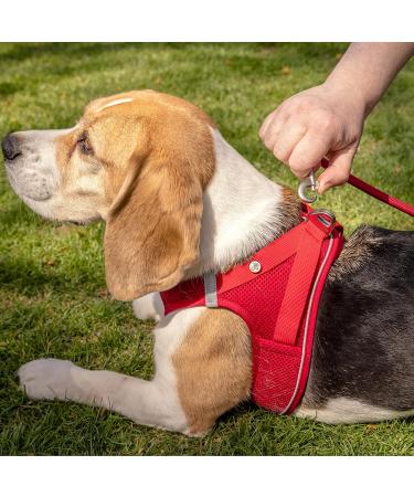 Curli Magnetic Vest Harness V2 for Dogs - Adjustable XS Black Stripe Reflective Air-Mesh Material - Buy Online on GoSupps.com