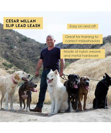 Cesar Millan Dog Leash & Collar 2in1 - Slip Lead Training Line for Small/Medium Dogs - 120cm Black/Yellow - Buy Online on GoSupps.com
