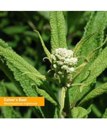 Herb Pharm Organic Culver's Root Extract - 1 Fl Oz for Cleansing & Detox - Buy Online on GoSupps.com