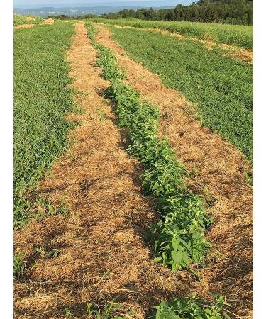MagJo Naturals Farm Direct Catnip - Freshest Full Pound Bulk Bag - Buy Online on GoSupps.com