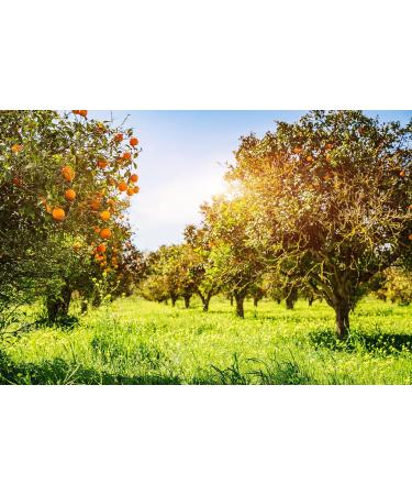 mynatura Colorful scattered fruit meadow scattered fruit meadow colorful mix grasses herbs fruit 5 x 200 g - Buy Online on GoSupps.com