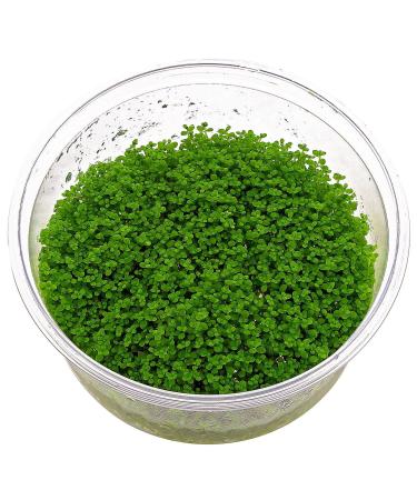 Dwarf Baby Tears / Hemianthus callitrichoides 'Cuba' - In-Vitro