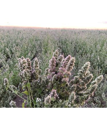 From The Field Catnip Buds 1oz: Premium Organic Catnip for Maximum Fun - Buy Online on GoSupps.com