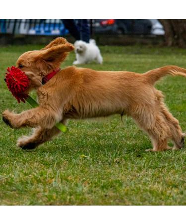 Shop Dingo Mop Squeak Toy for Dogs | 50-55 cm Agility Training & Motivational Multicolored Toys - Buy Online on GoSupps.com