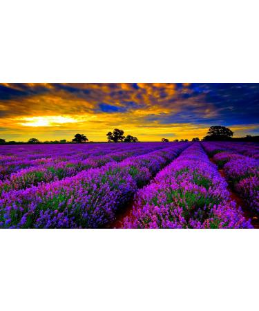 Sensitive & Dry Skin Soap Collection - 3 Pack with Soap Dish (Lavender) | Handmade in Ancient Crete Greece - Natural Skincare - Buy Online on GoSupps.com