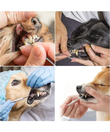 Tartar Remover Dog Tooth Cleaning Kit | Stainless Steel Dental Care Set | 5-Piece Tooth Cleaning Tool for Pets with Metal Case - Buy Online on GoSupps.com