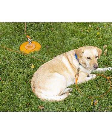 IntelliLeash 35 lb/40 Dog Leash Rope - Durable Adjustable & Ideal for International Shipping - Buy Online on GoSupps.com