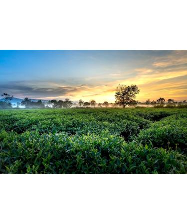 Dethlefsen Balk teemando Fruit tea mix marzipan cookies flavored 1 kg - Buy Online on GoSupps.com