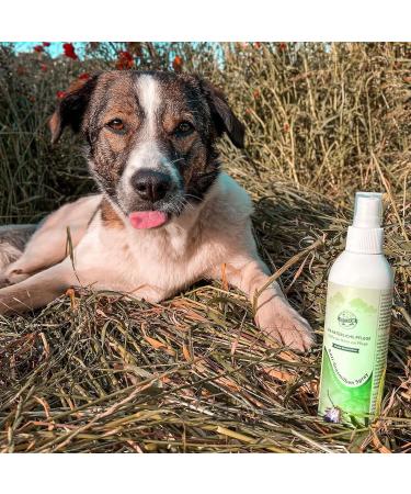 Bellfor Grass Mite Savings Set for Dogs | Anti-Grass Mites Spray 250ml & Ointment 30ml | High-Quality Remedies for Grass Mites - Buy Online on GoSupps.com