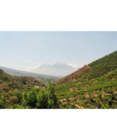 Bean Around The World Coffees Whole Bean Dark Roasted Rainforest Organic 340 gr - Buy Online on GoSupps.com
