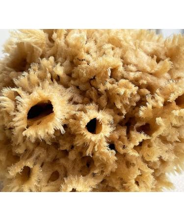 Premium Sea Wool Art Sponge: Professional Grade for Painting, Decorating, Texturing, and More - Buy Online on GoSupps.com
