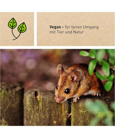 Eco-Friendly Bamboo Cotton Swabs - 55 Biodegradable Ear Sticks for Babies | Safe Sustainable Alternative to Plastic & Wood - Buy Online on GoSupps.com